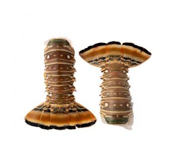 Rock Lobster Tail, 10-12 oz.