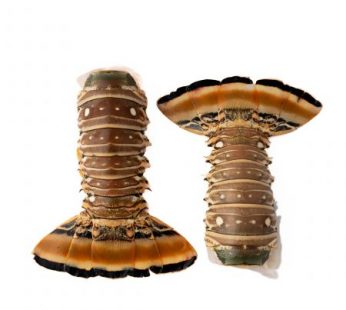 Rock Lobster Tail, 12-14 oz