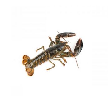 Lobster, Live, 1.5 – 1.75 lb each