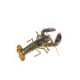 Lobster, Live, 1.5 - 1.75 lb each