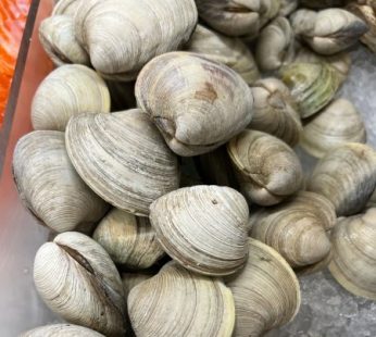 Clams, Little Neck Dozen