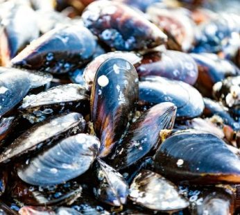 Mussels, Prince Edward Island
