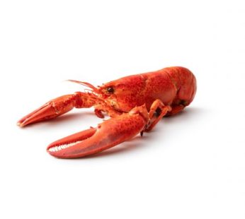 Lobster, Cooked 1.5-1.75 lb