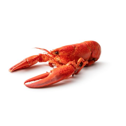 Lobster, Cooked 1.5-1.75 lb