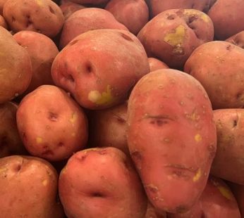 Potato, Red